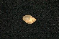 藏品(小椎實螺)的圖片